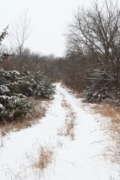 snow covered path in the woods