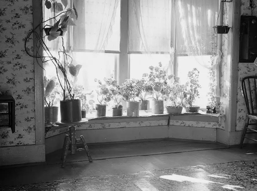 black and white photo of living room window with plants
