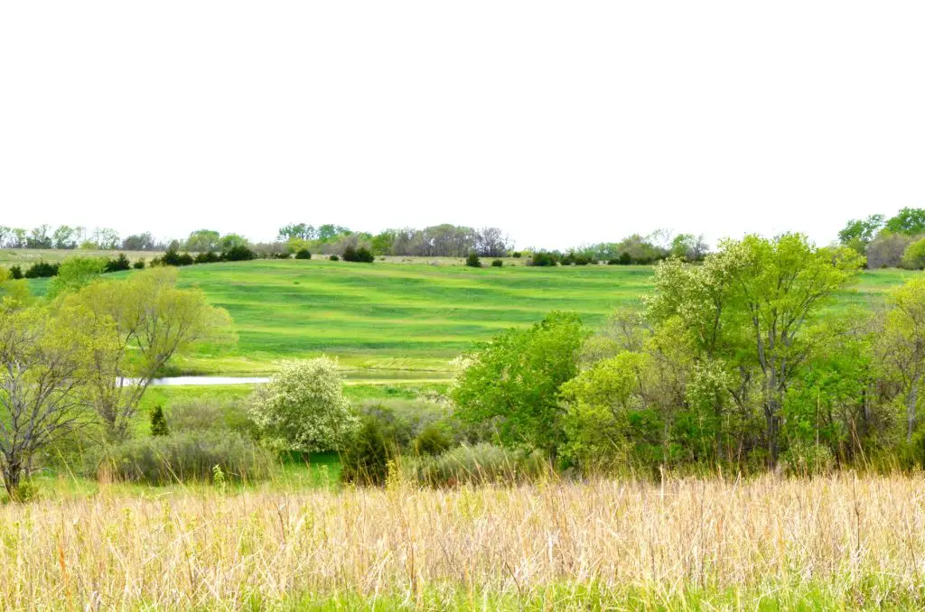 field of grass