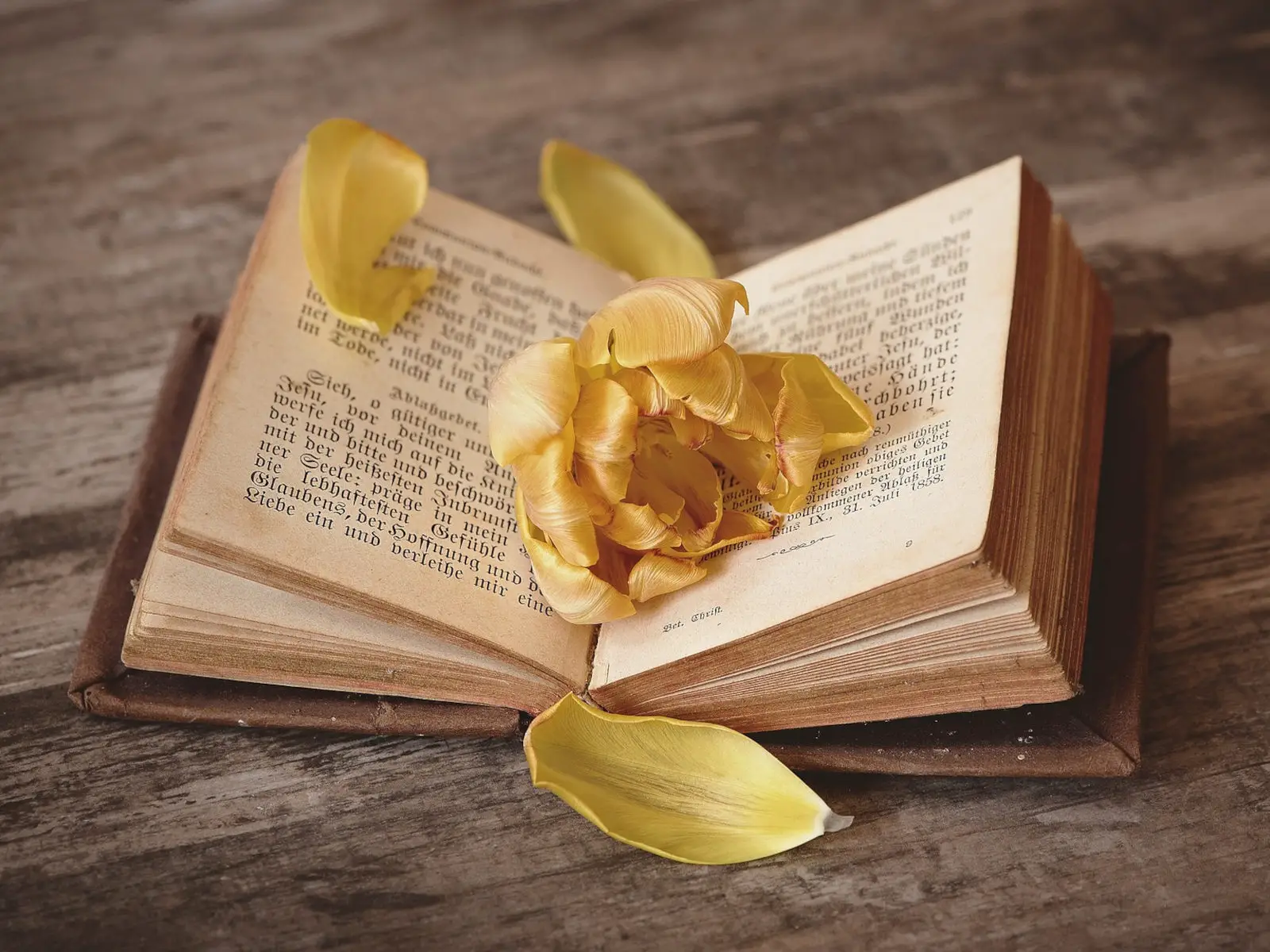 old book that is open with flower petals in it
