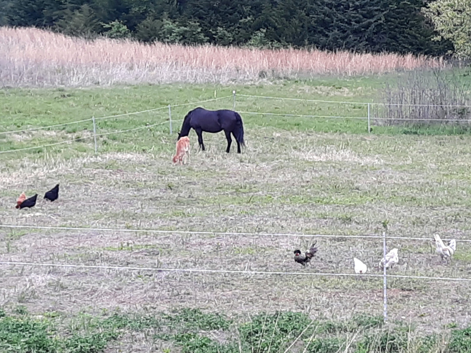 chickens free roaming with horse and calf