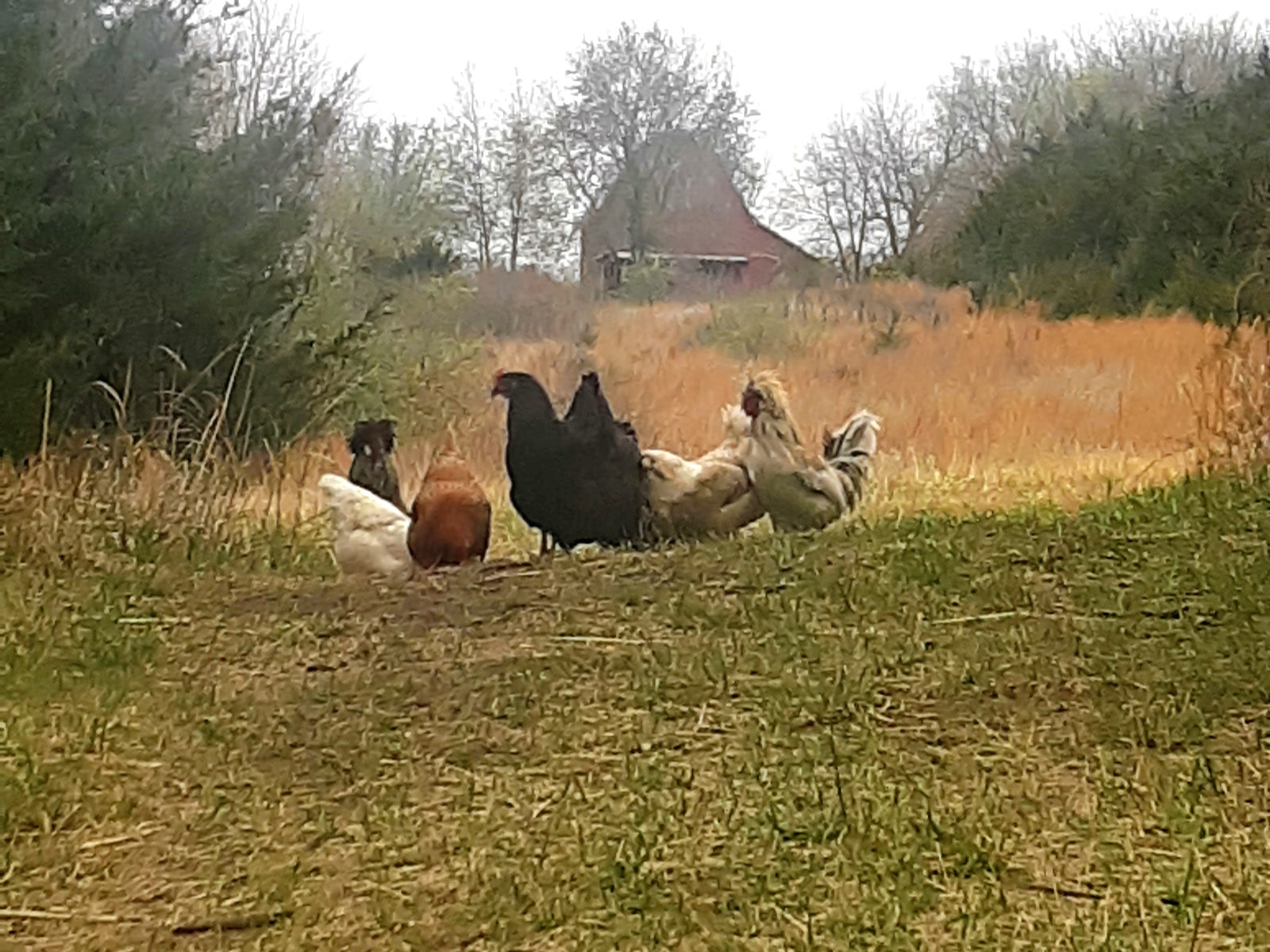 chickens free roaming with barn in background