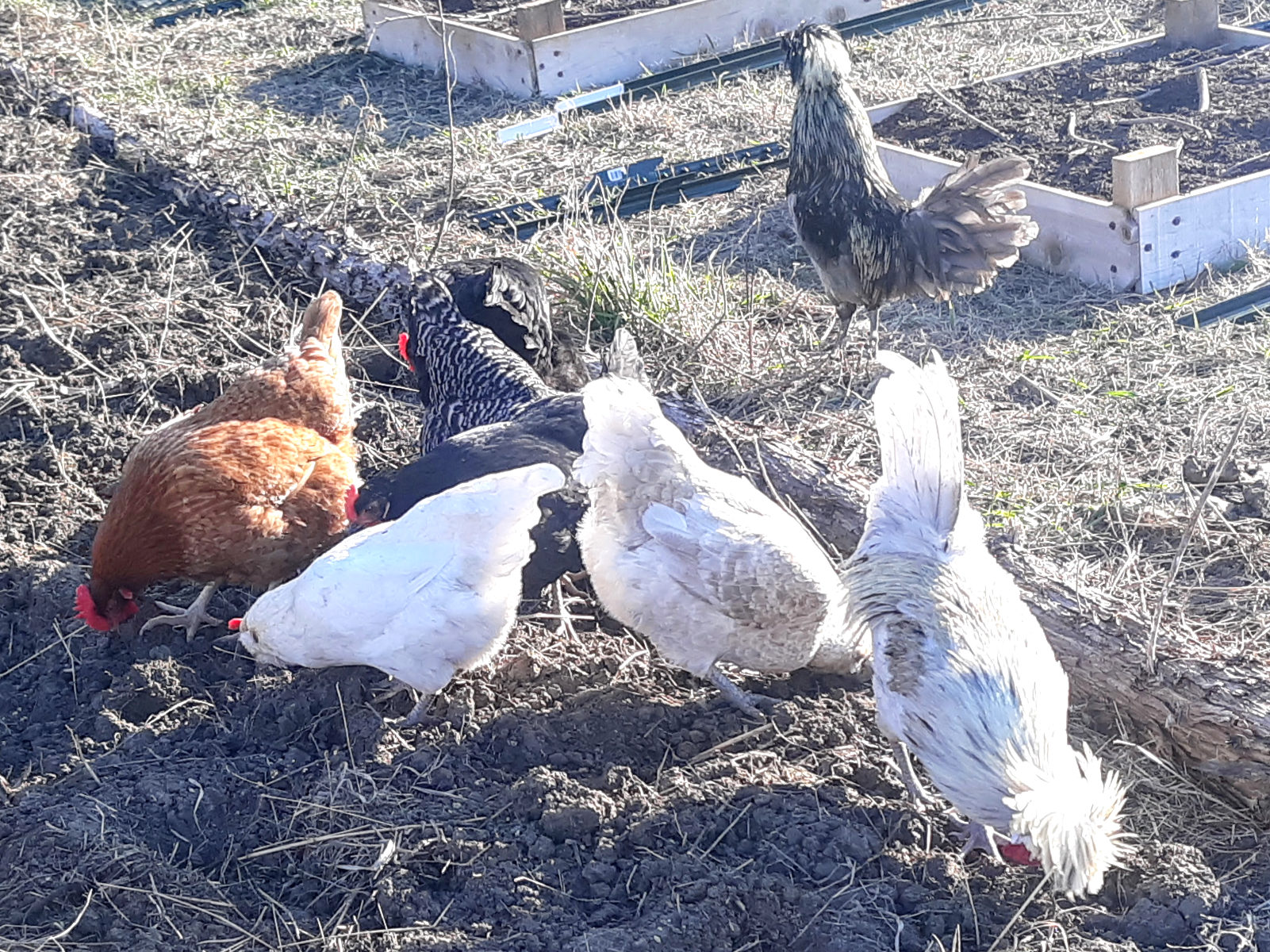 chickens free roaming in garden