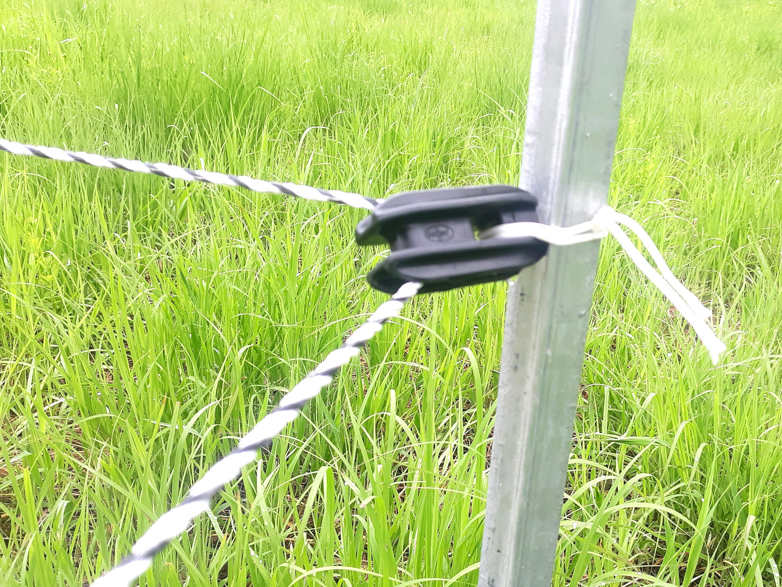horse fence T post with insulator