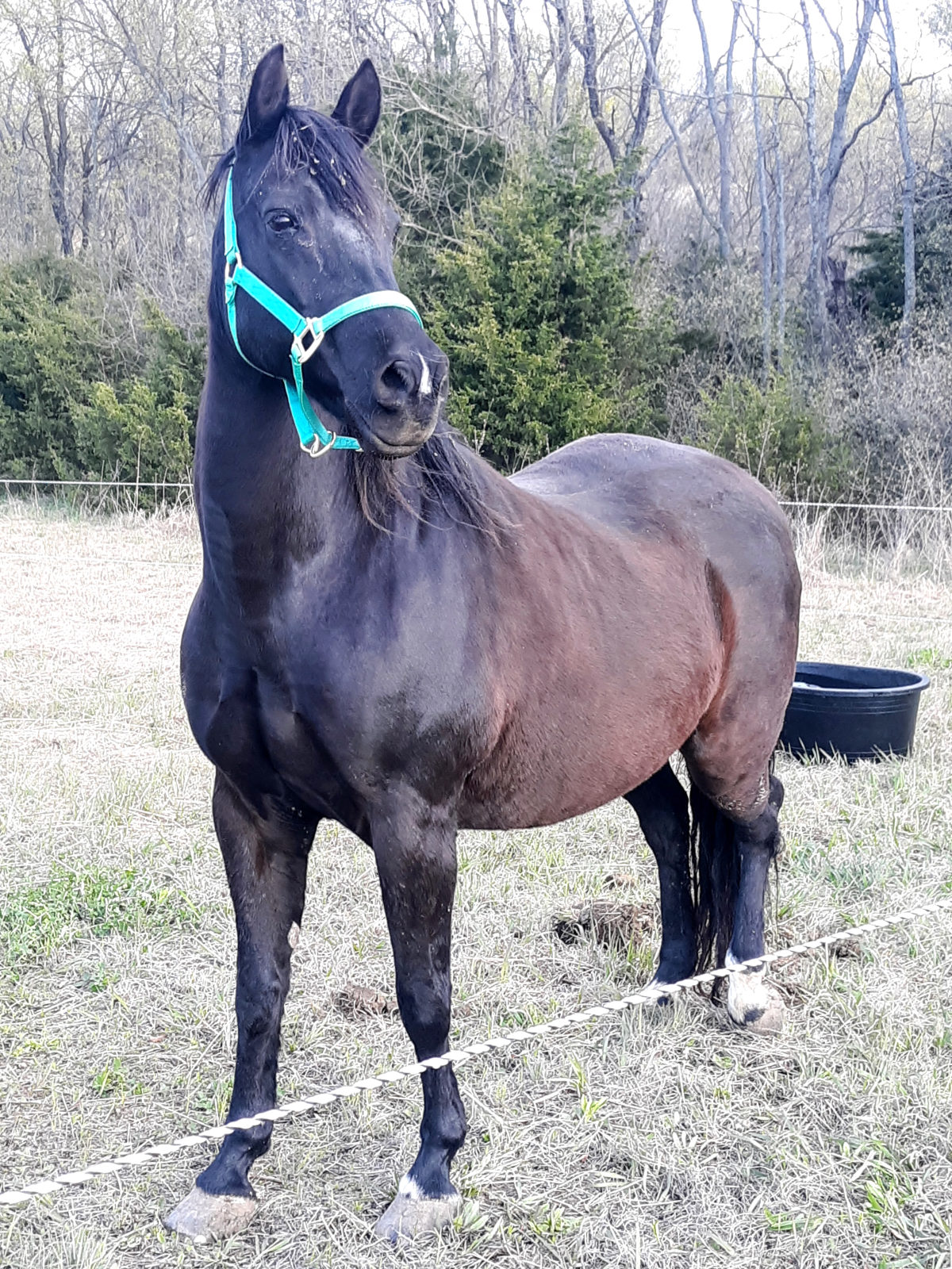 horse in pasture with horse fence