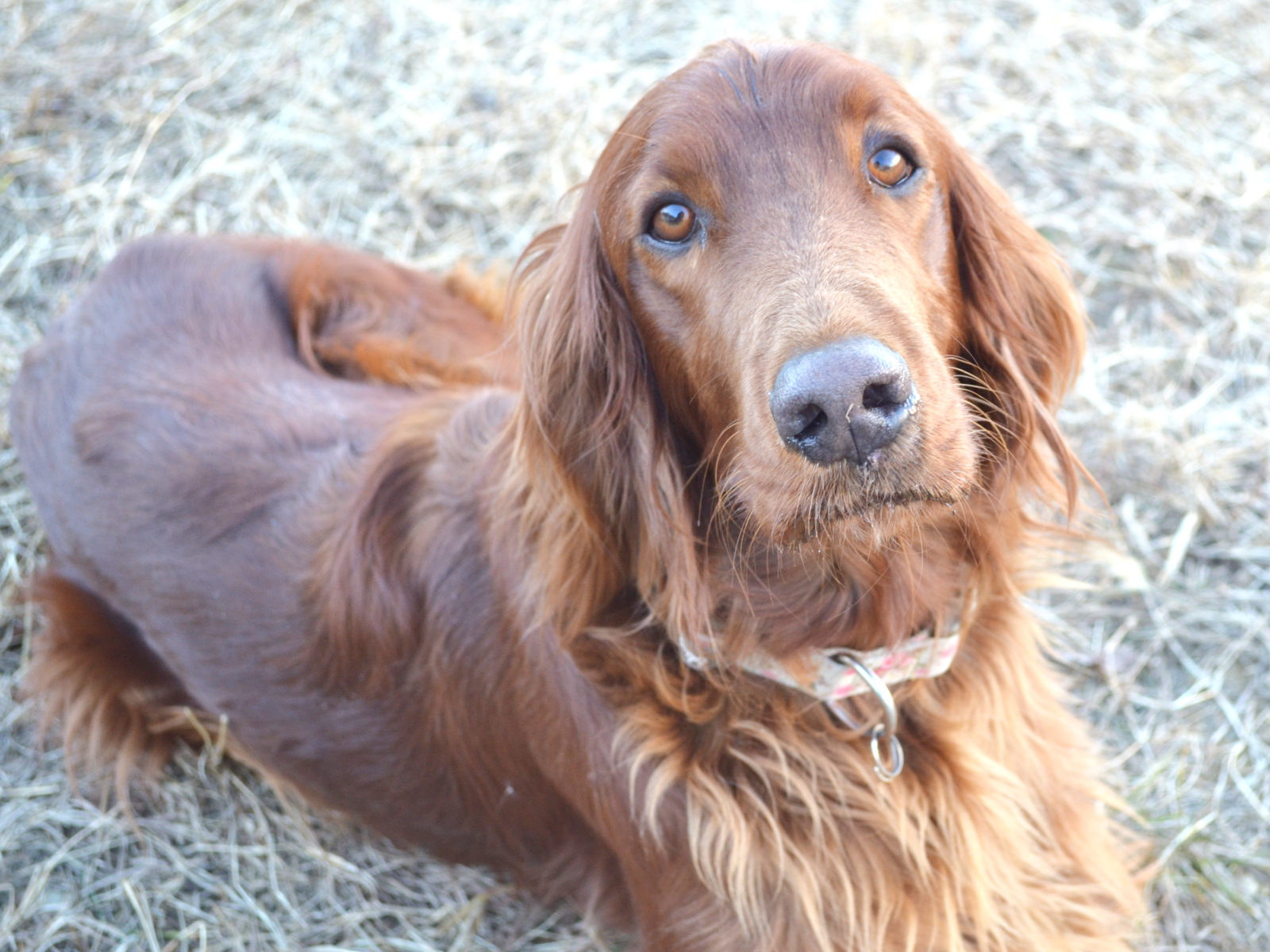 are irish setter good guard dogs