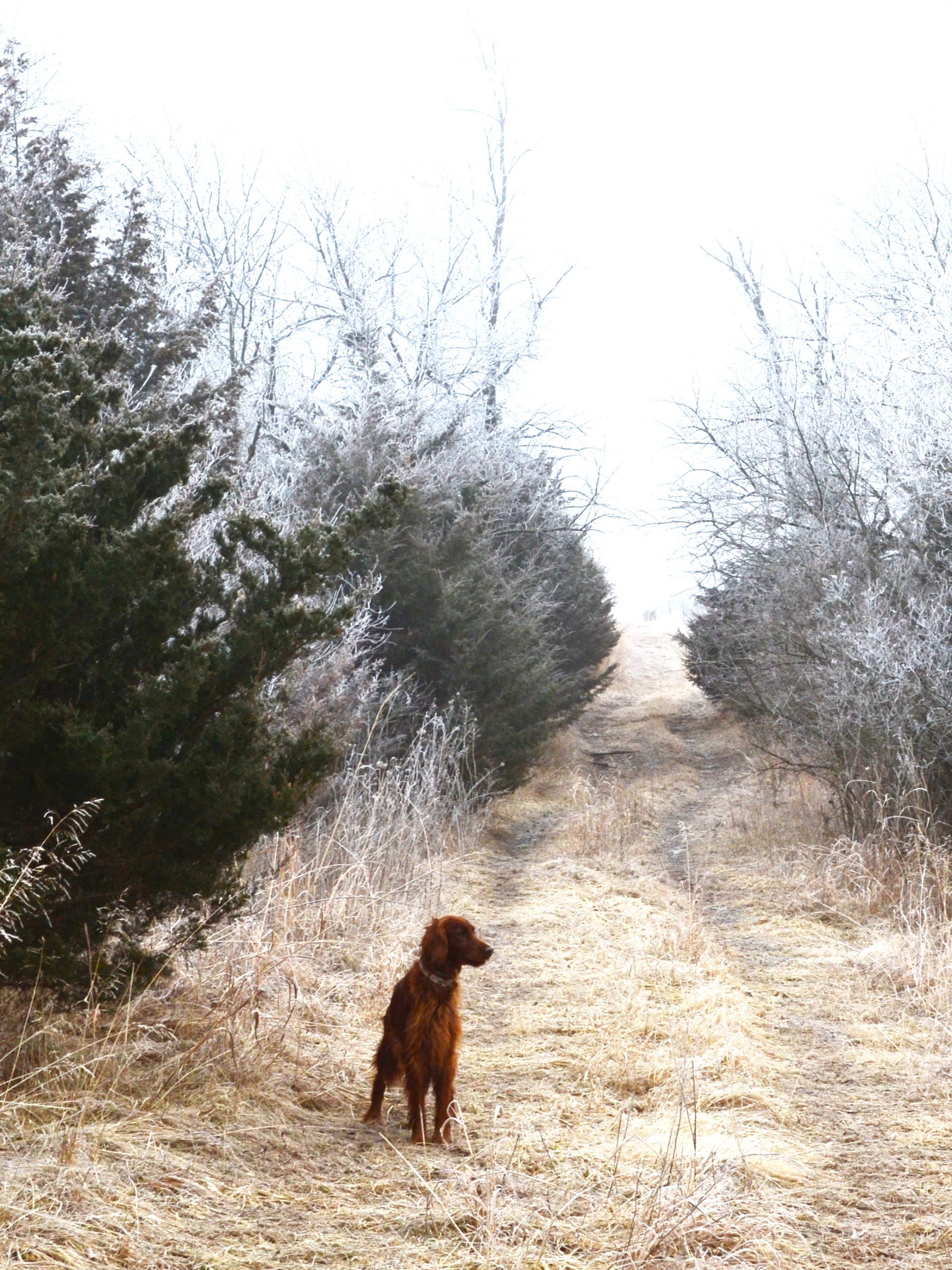 are irish setter good guard dogs