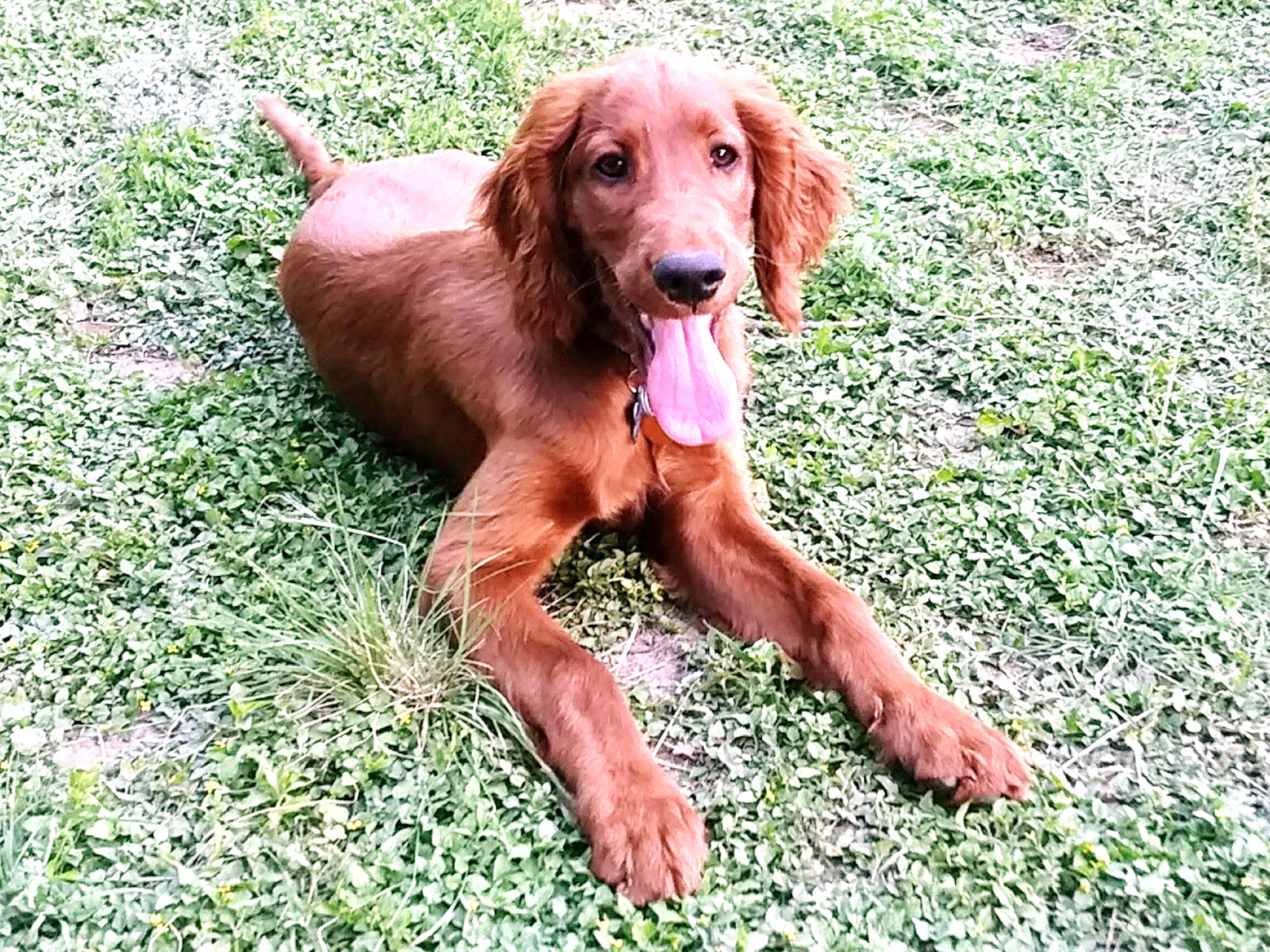 Is an Irish Setter Right for Family?