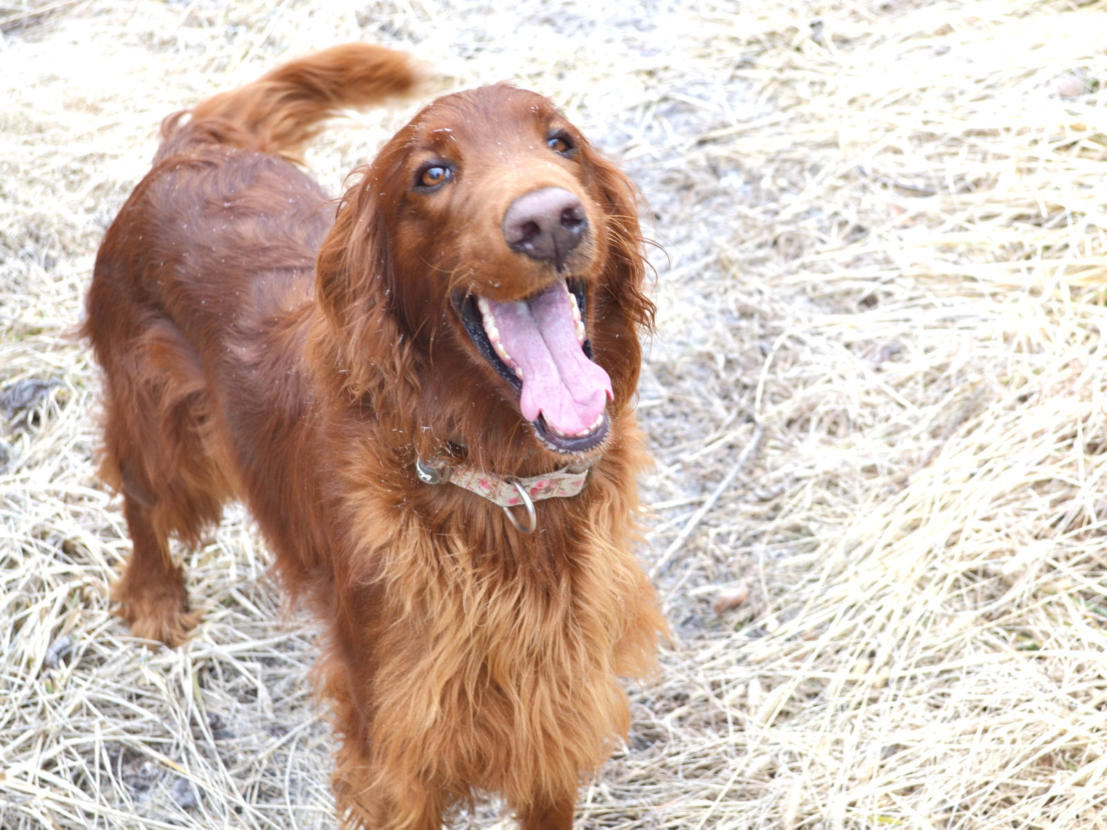 are irish setter good guard dogs