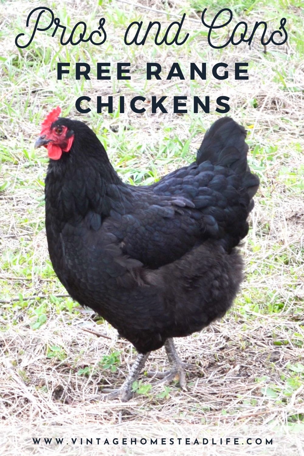 Free-Ranging Chickens- The Pros vs The Cons - Homesteaders of America