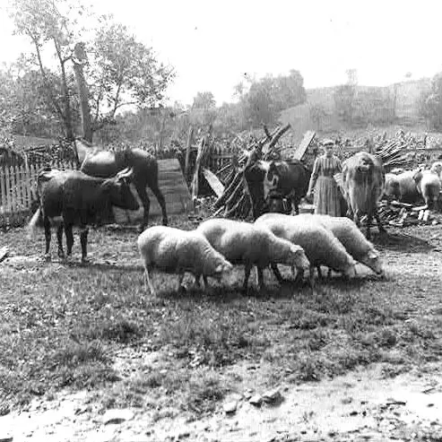 vintage woman standing in barnyard with livestock