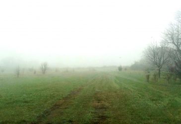 foggy farm scene