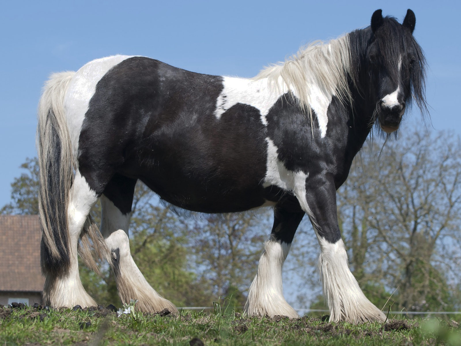 belgin draft horse