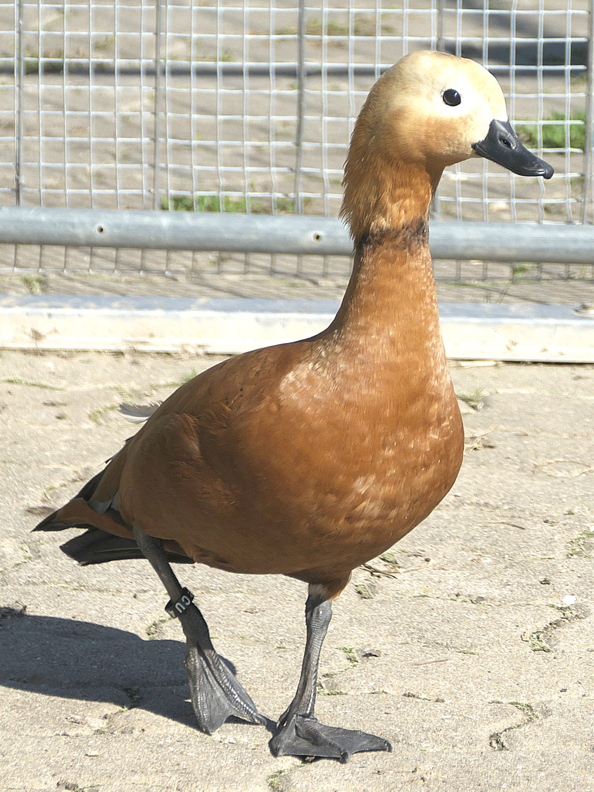 orpington duck