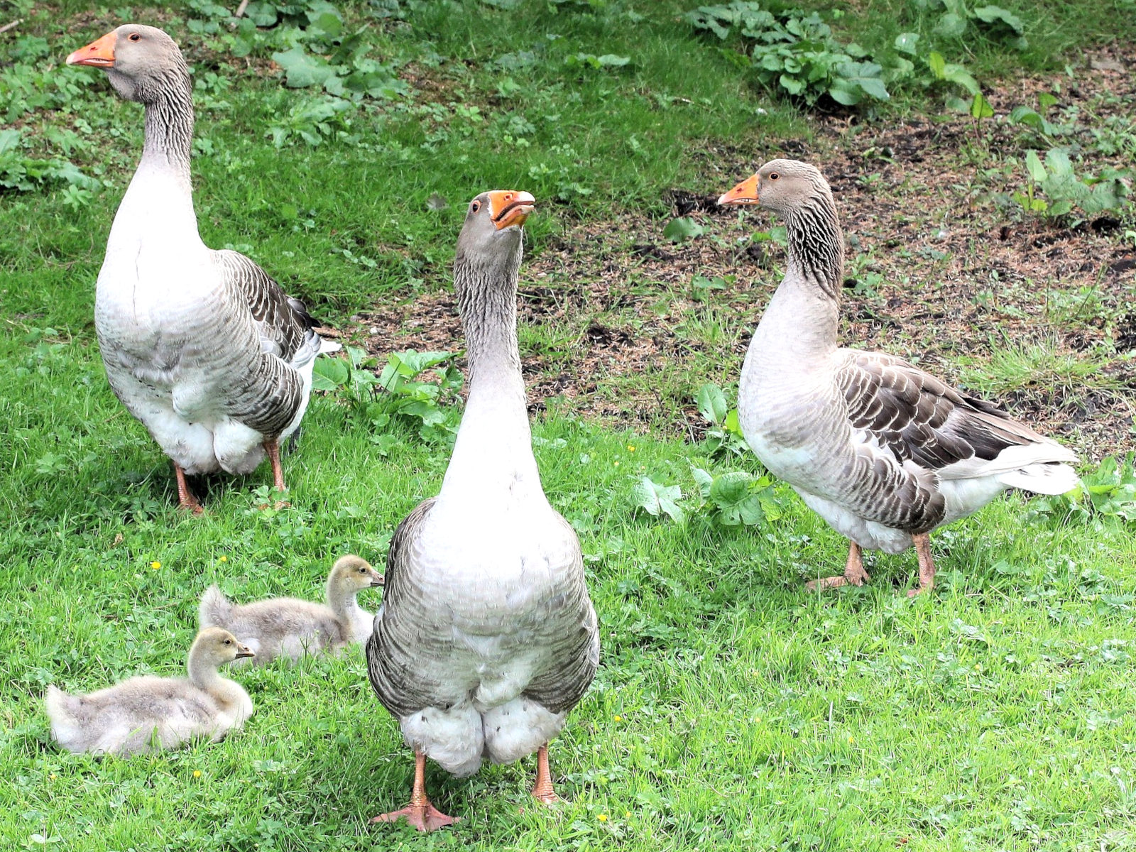 pomeranian geese