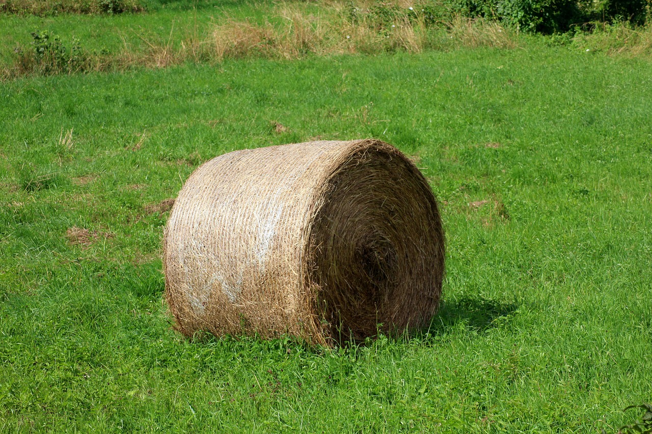hay bale in field
