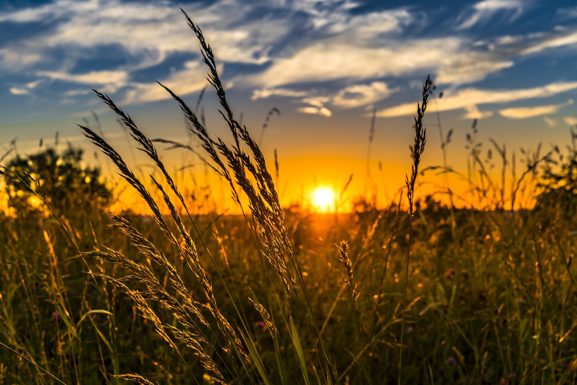 setting sun in field of wheat