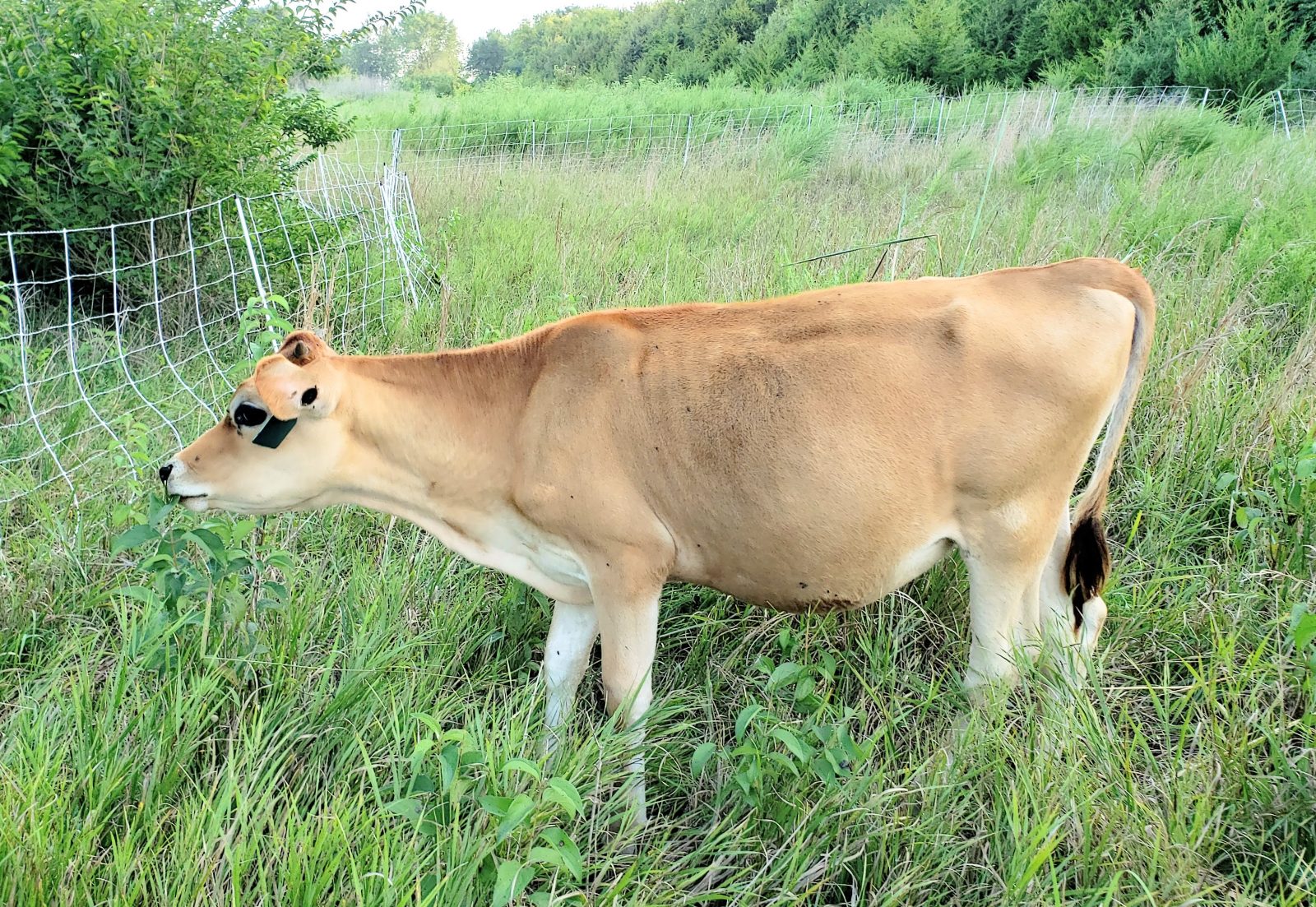 calf standing in pasture