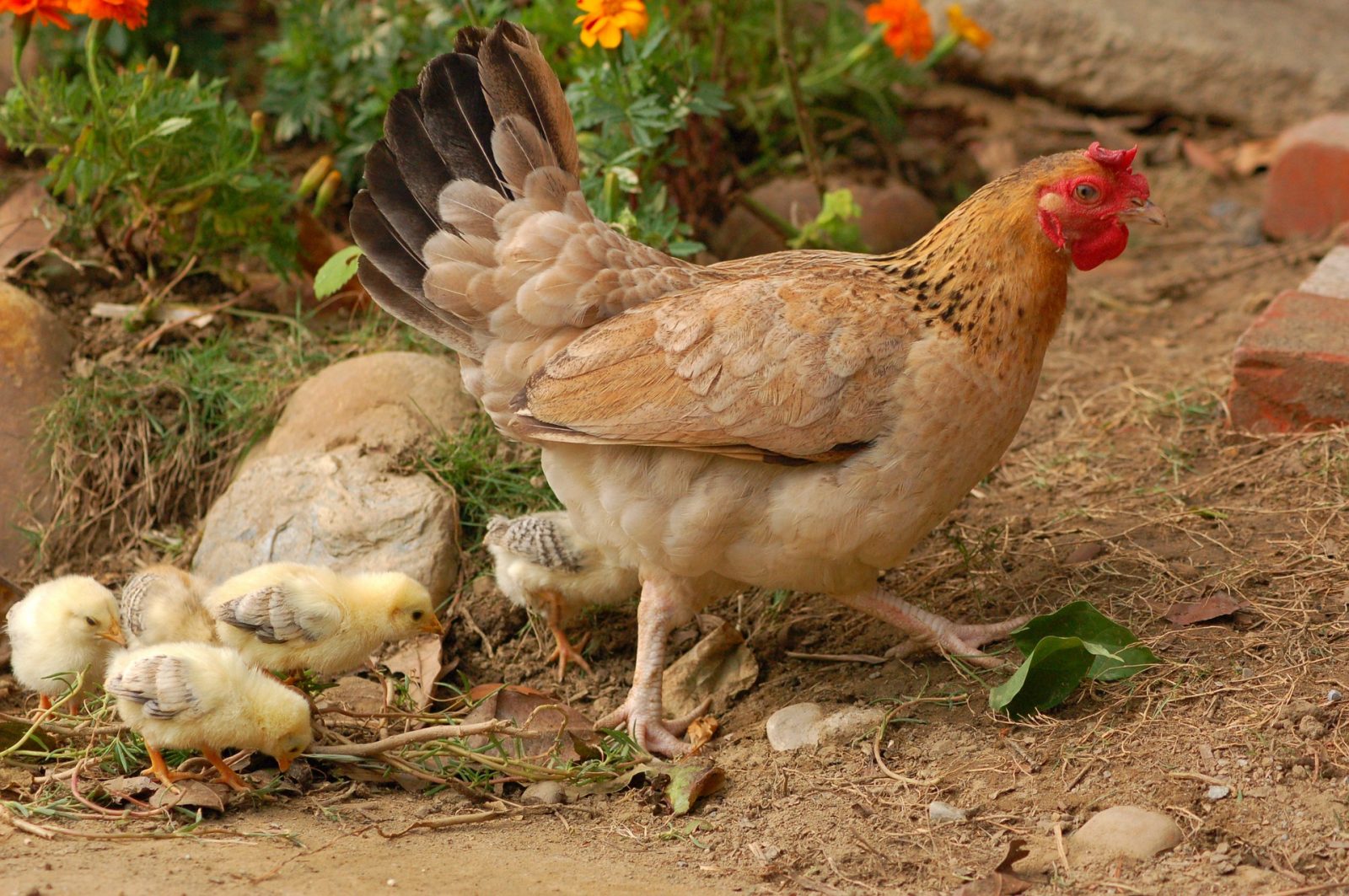 hen with chicks