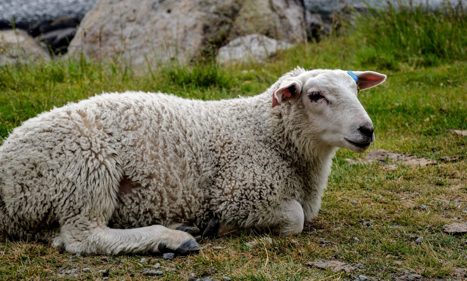 sheep sitting on grass