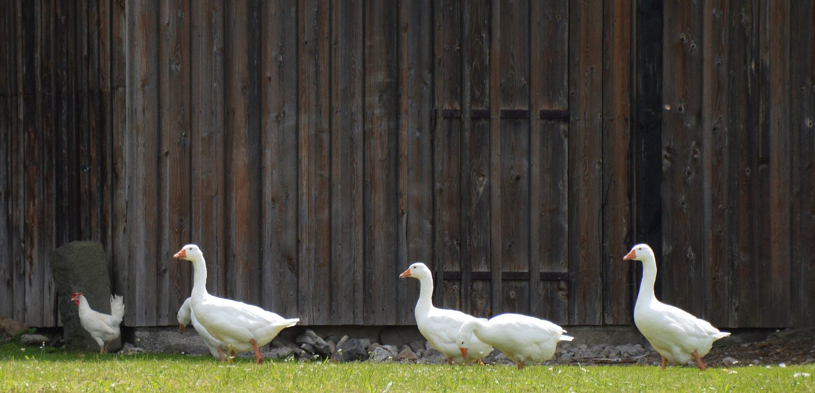 ducks in front of barn