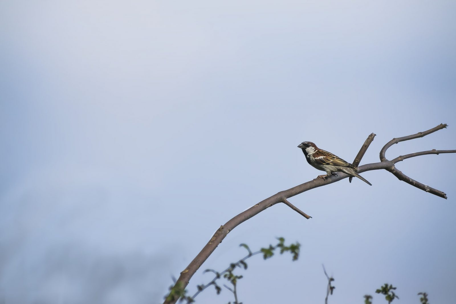 bird on tree branch