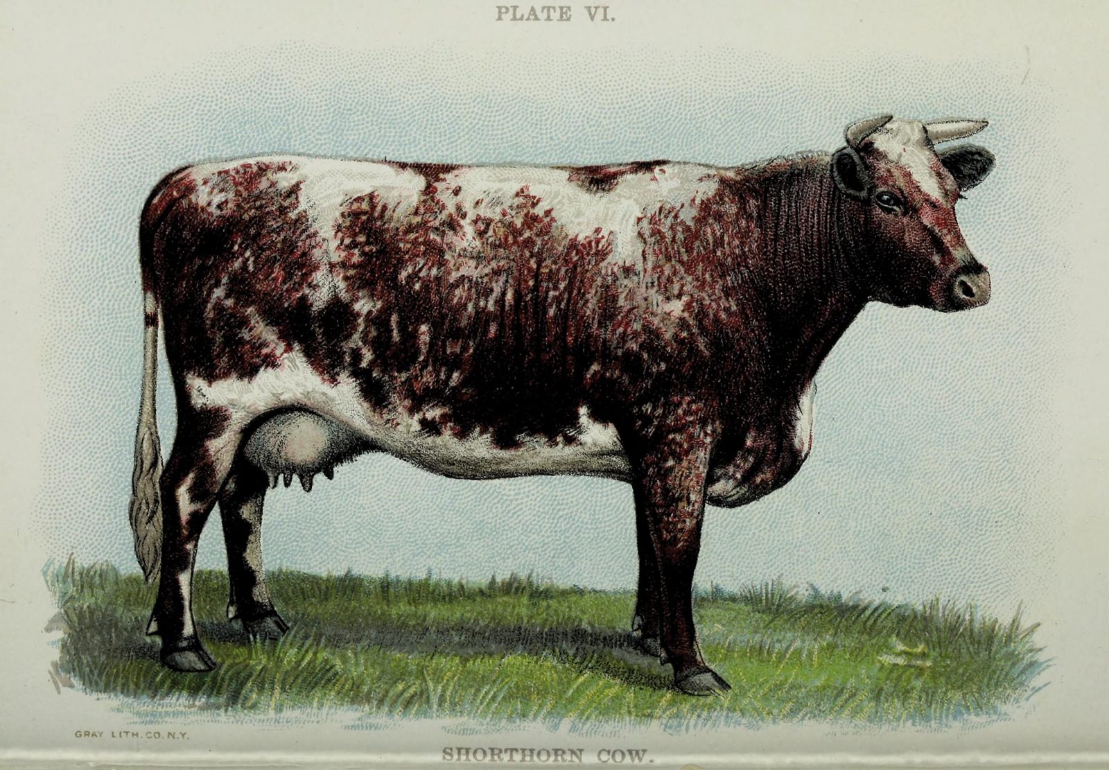 vintage illustration of heritage shorthorn