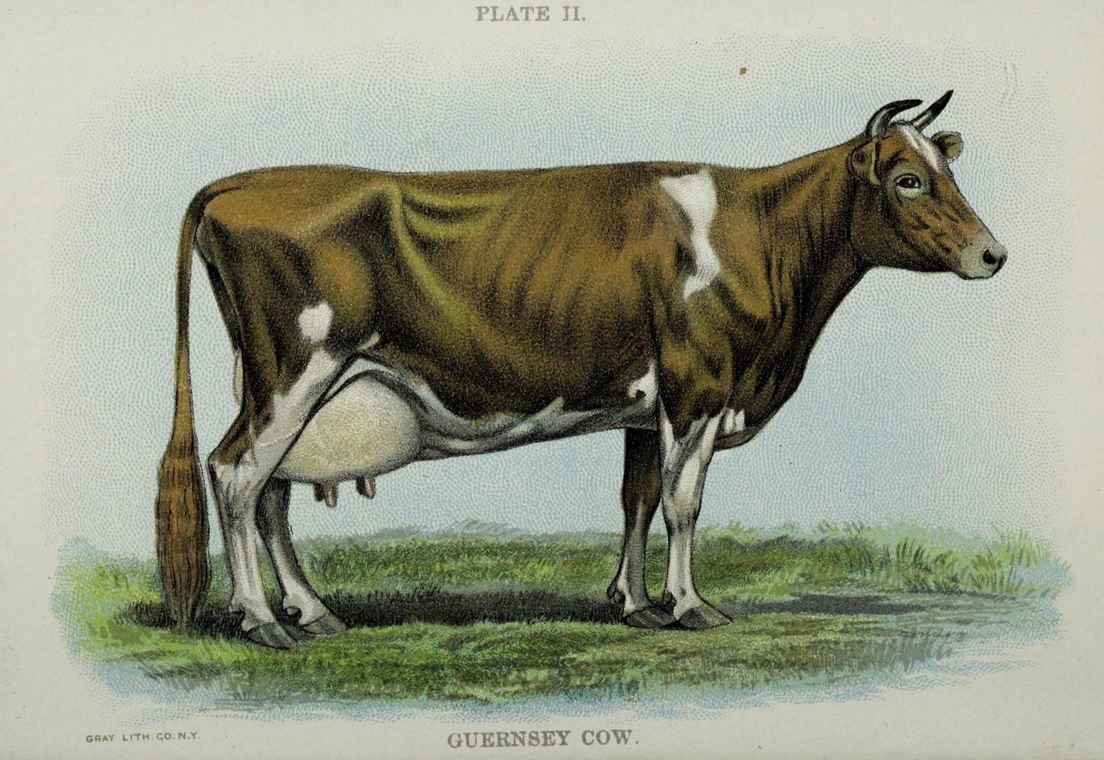 vintage drawing of guernsey cow