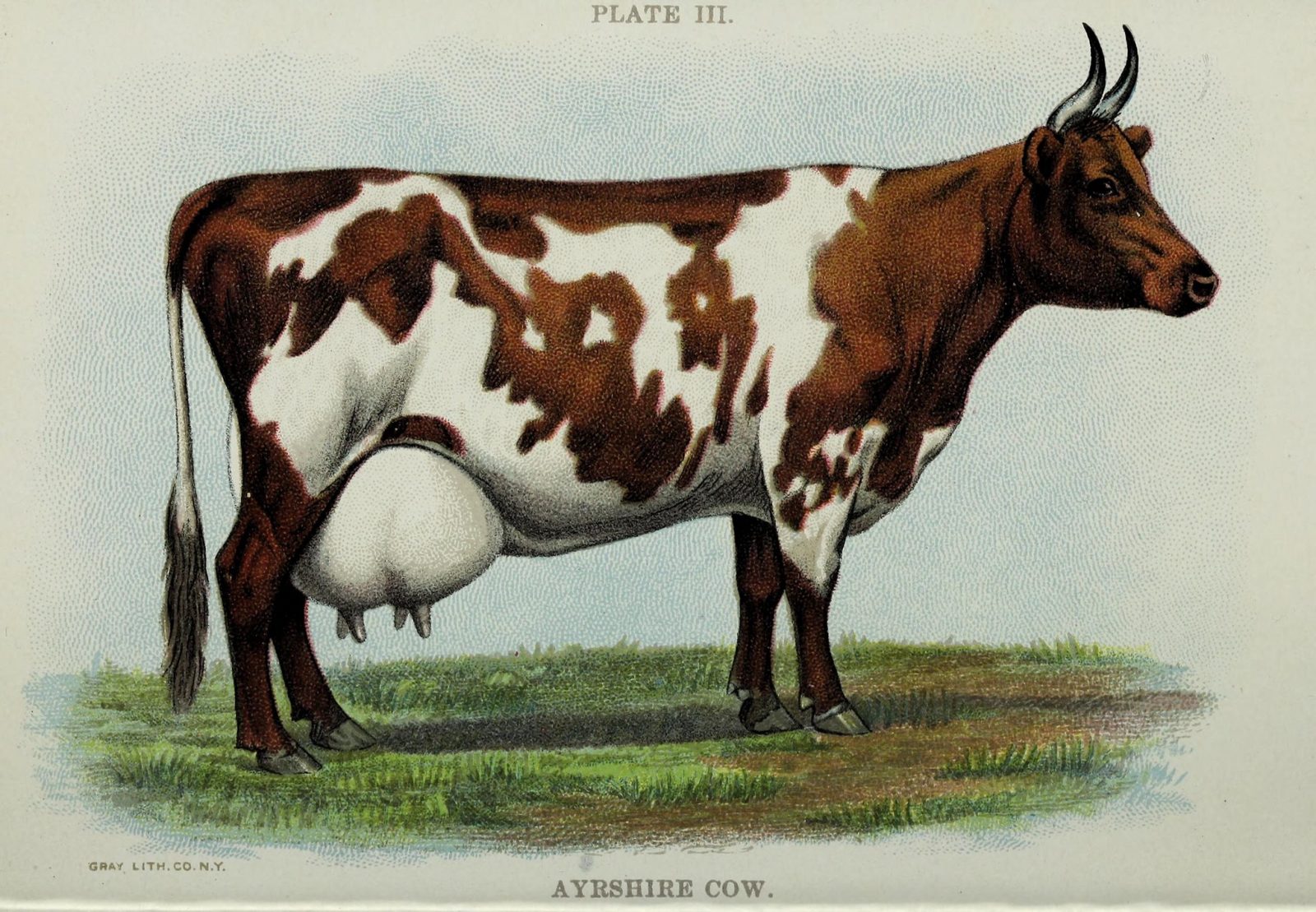 vintage drawing of ayrshire cow 