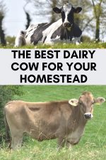 Dairy Cow Breeds: Which One is Best for Your Homestead?