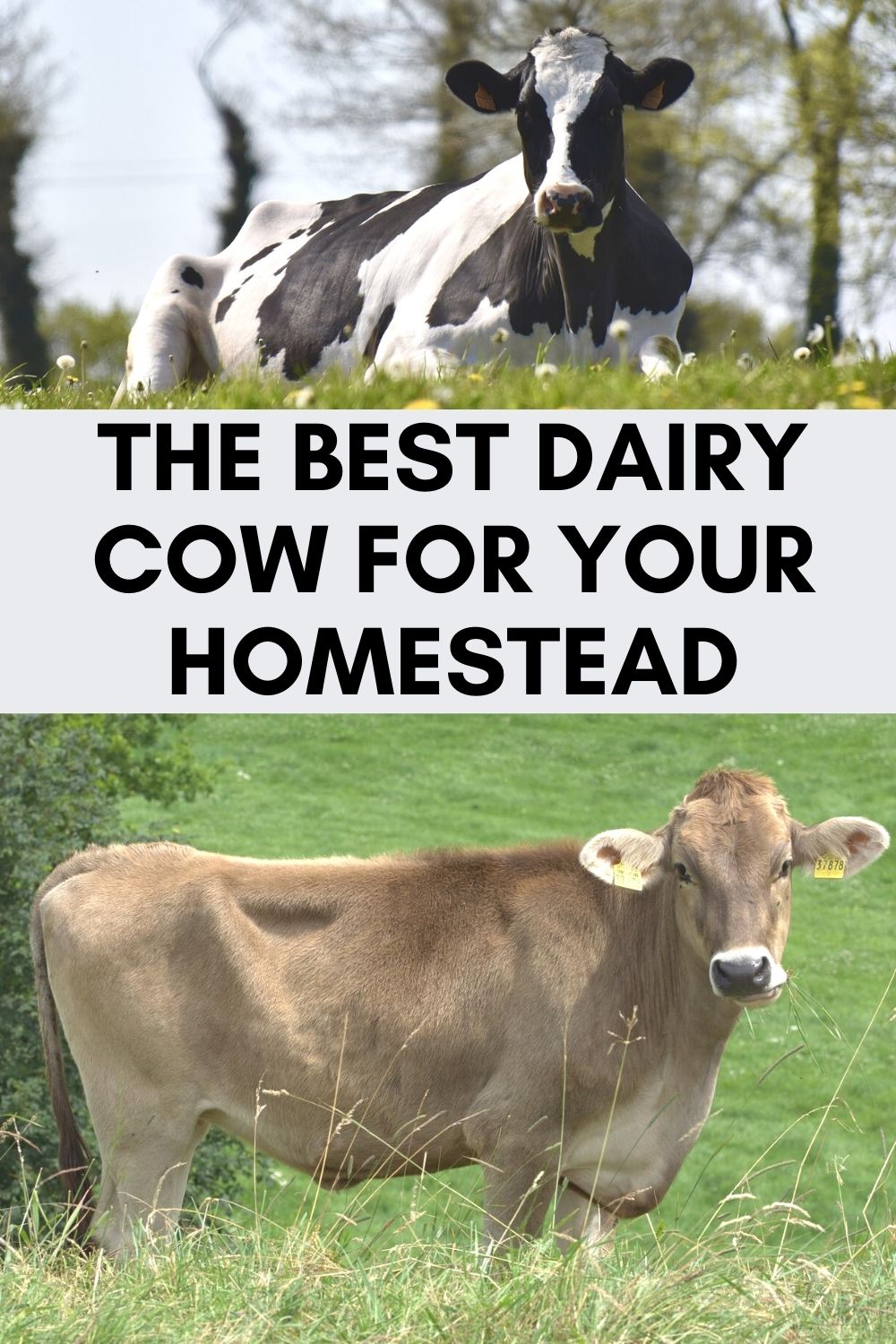 Dairy Cow Breeds: Which One Is Best For Your Homestead?