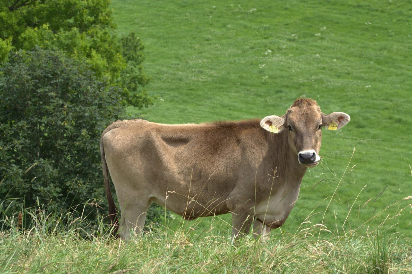 brown swiss cow standing in pasture eating grass