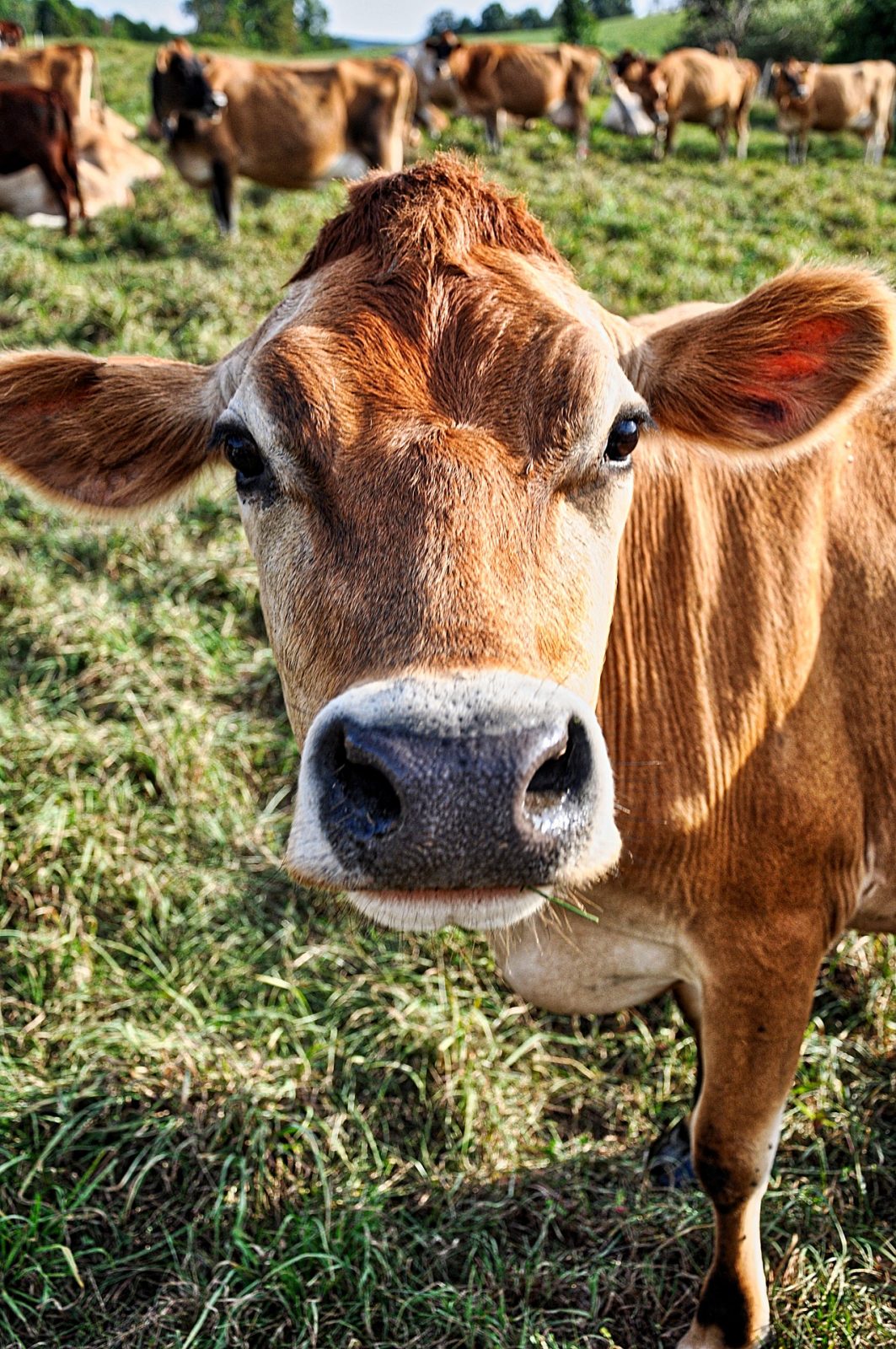 close up of jersey cow face