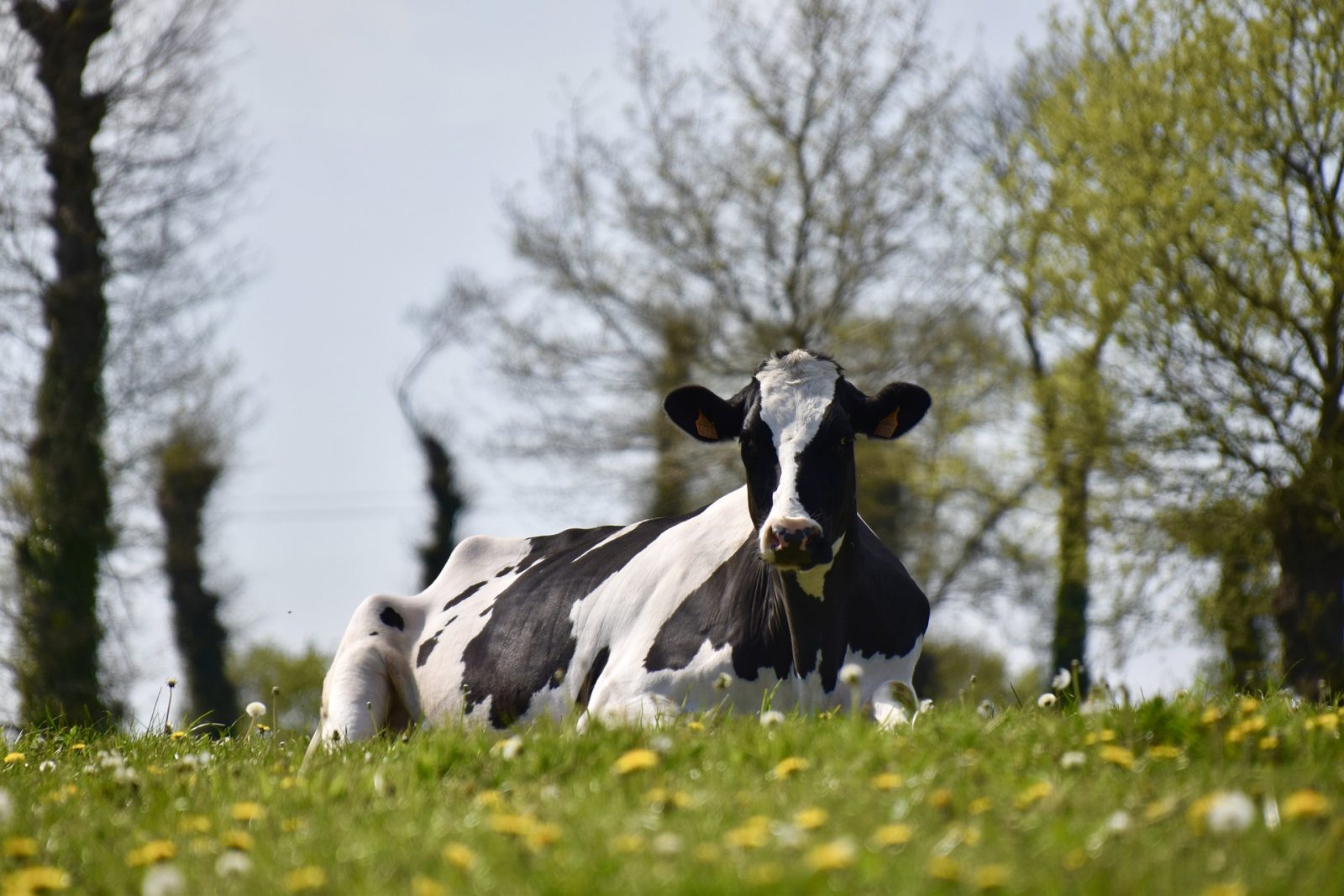 holstein cow sitting in grass