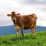 brown swiss cow standing on hill surrounded by green grass