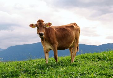 brown swiss cow standing on hill surrounded by green grass