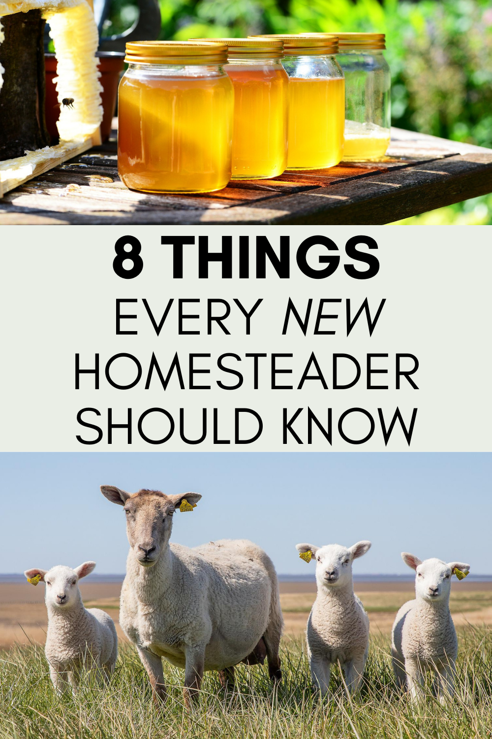 8 things every new homesteader should know pinterest pin