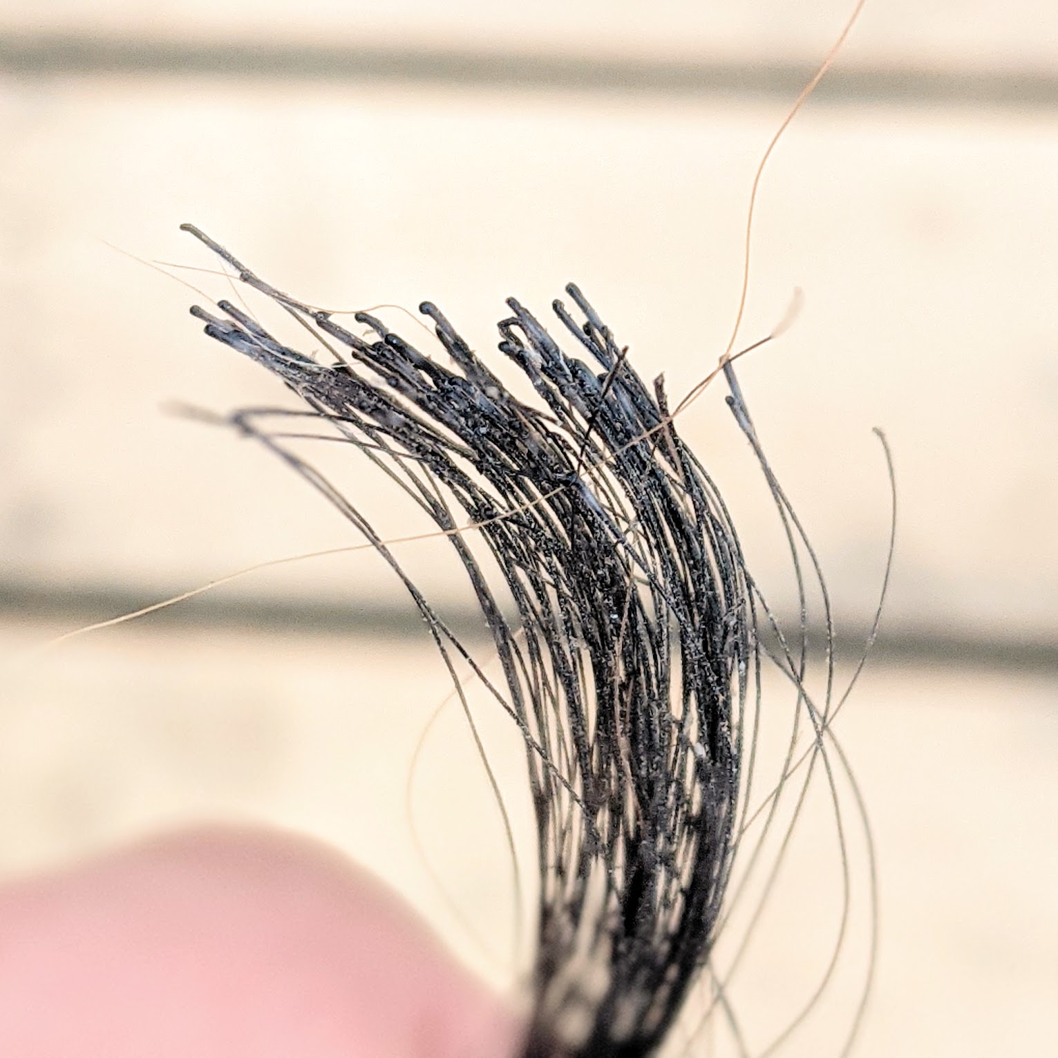 small handful of cow sample hairs