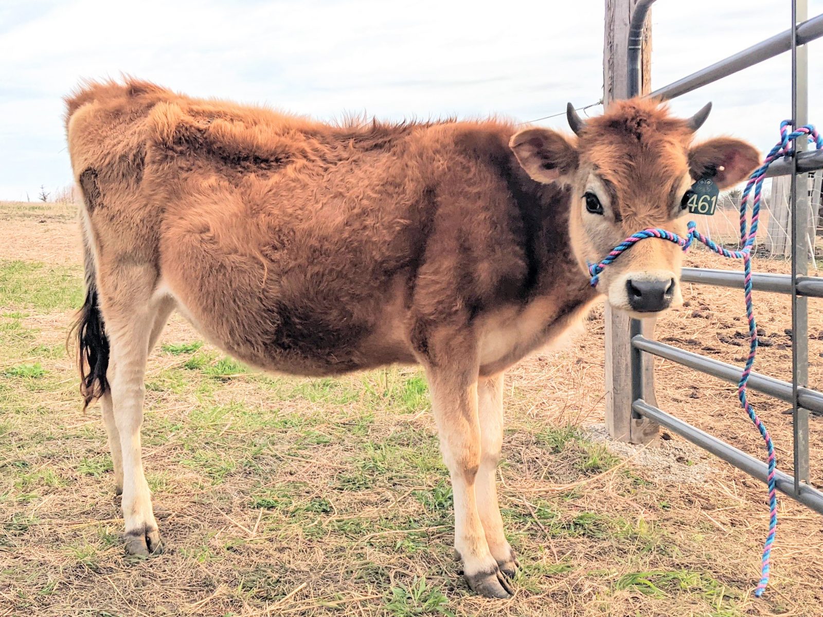 jersey calf tied to gate