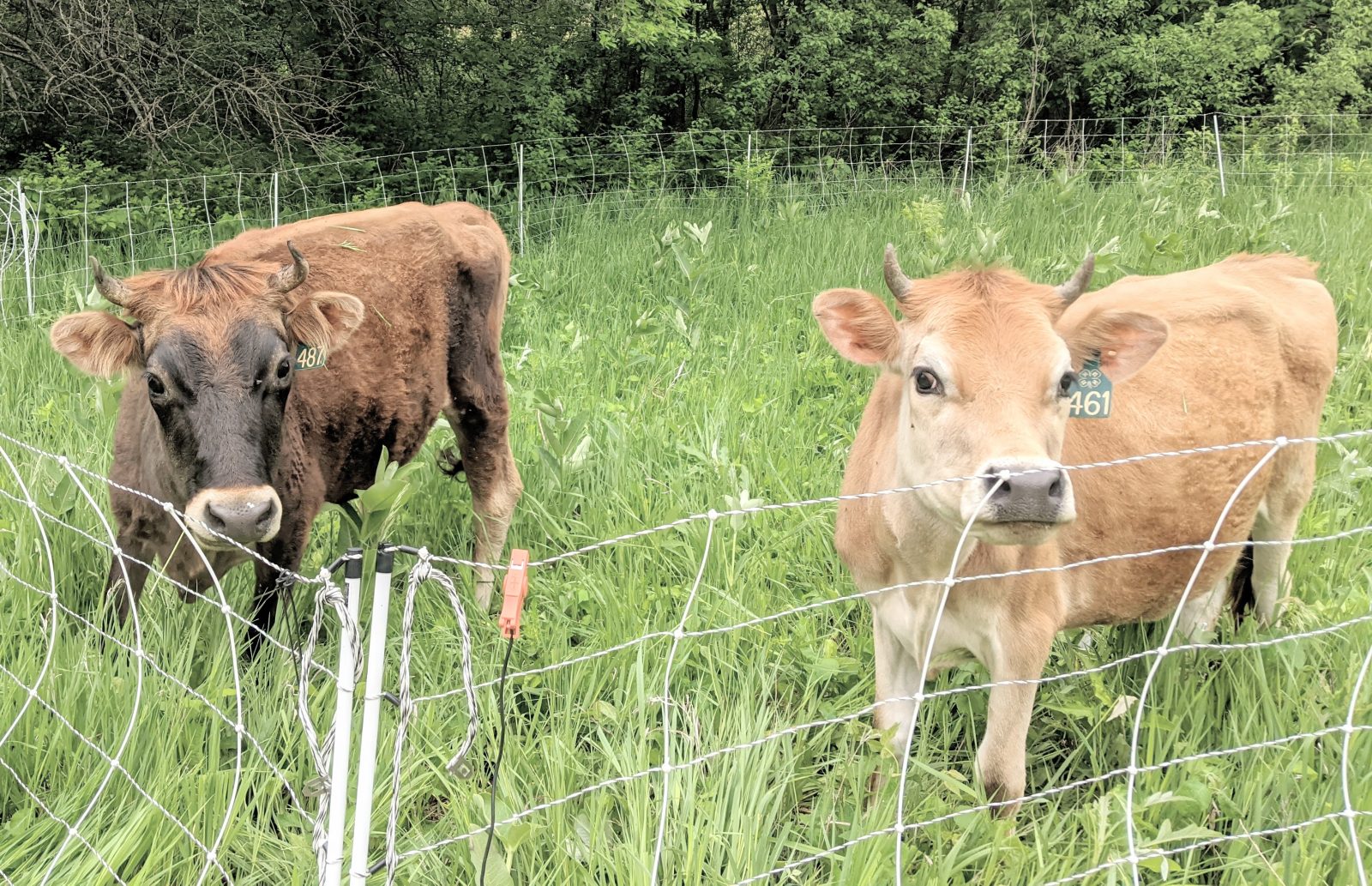 two jersey cows on pasture