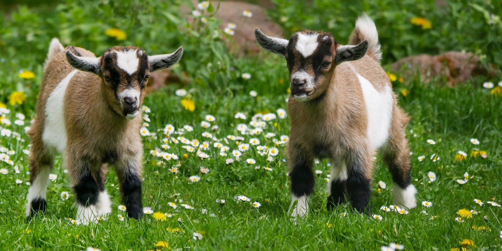 two goat kids in spring pasture