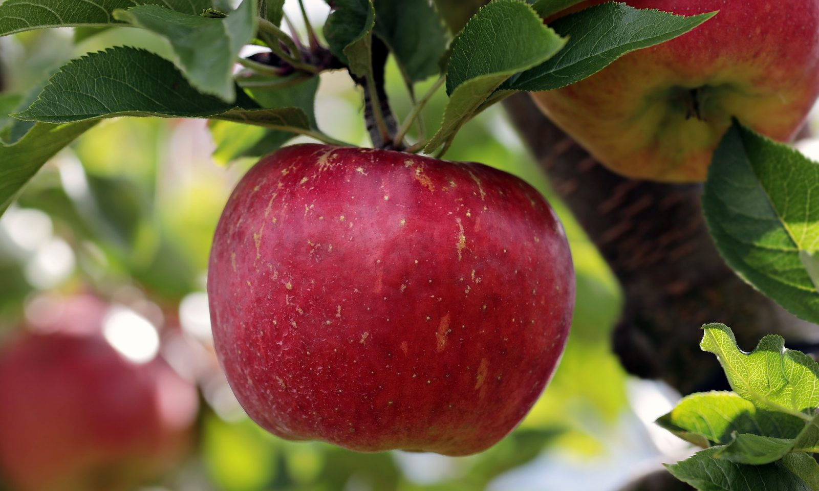 red apple on tree