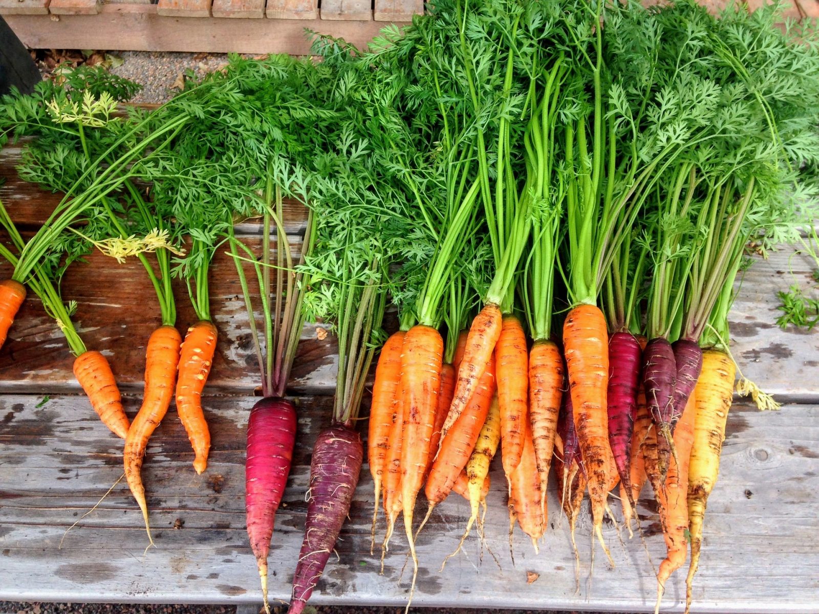 colorful carrots fresh from the garden on table