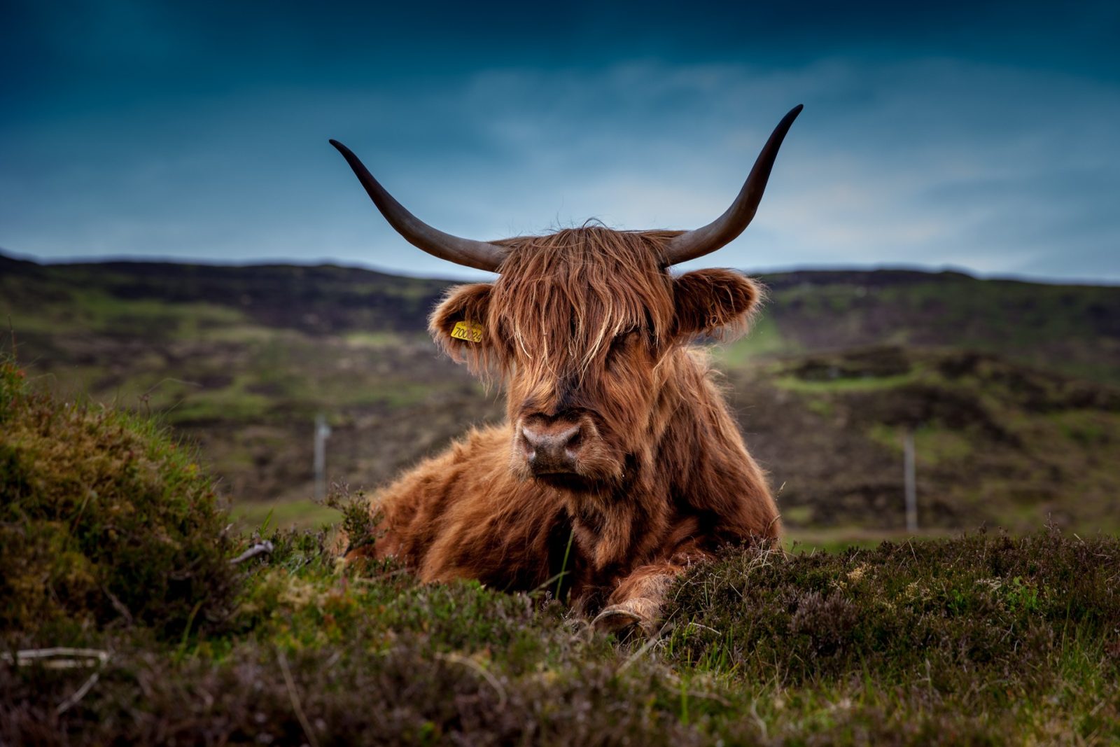 scottish highland cattle sitting in grass