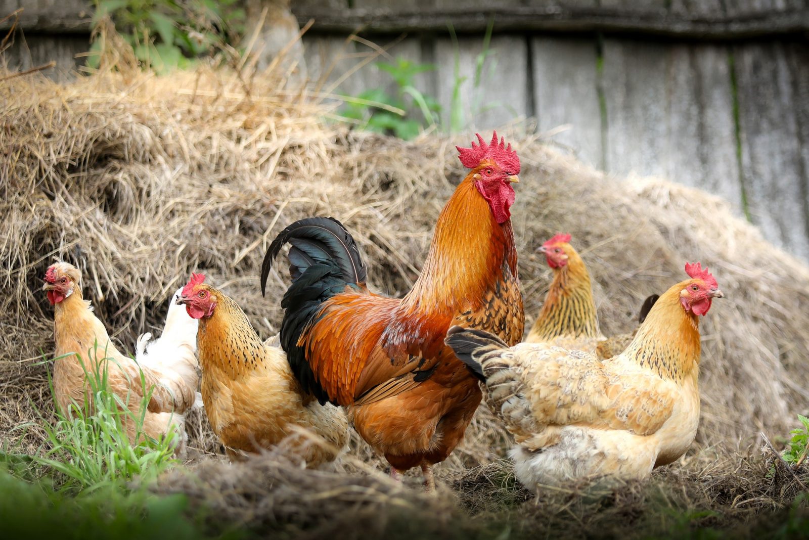 hens and rooster in front of pile of hay