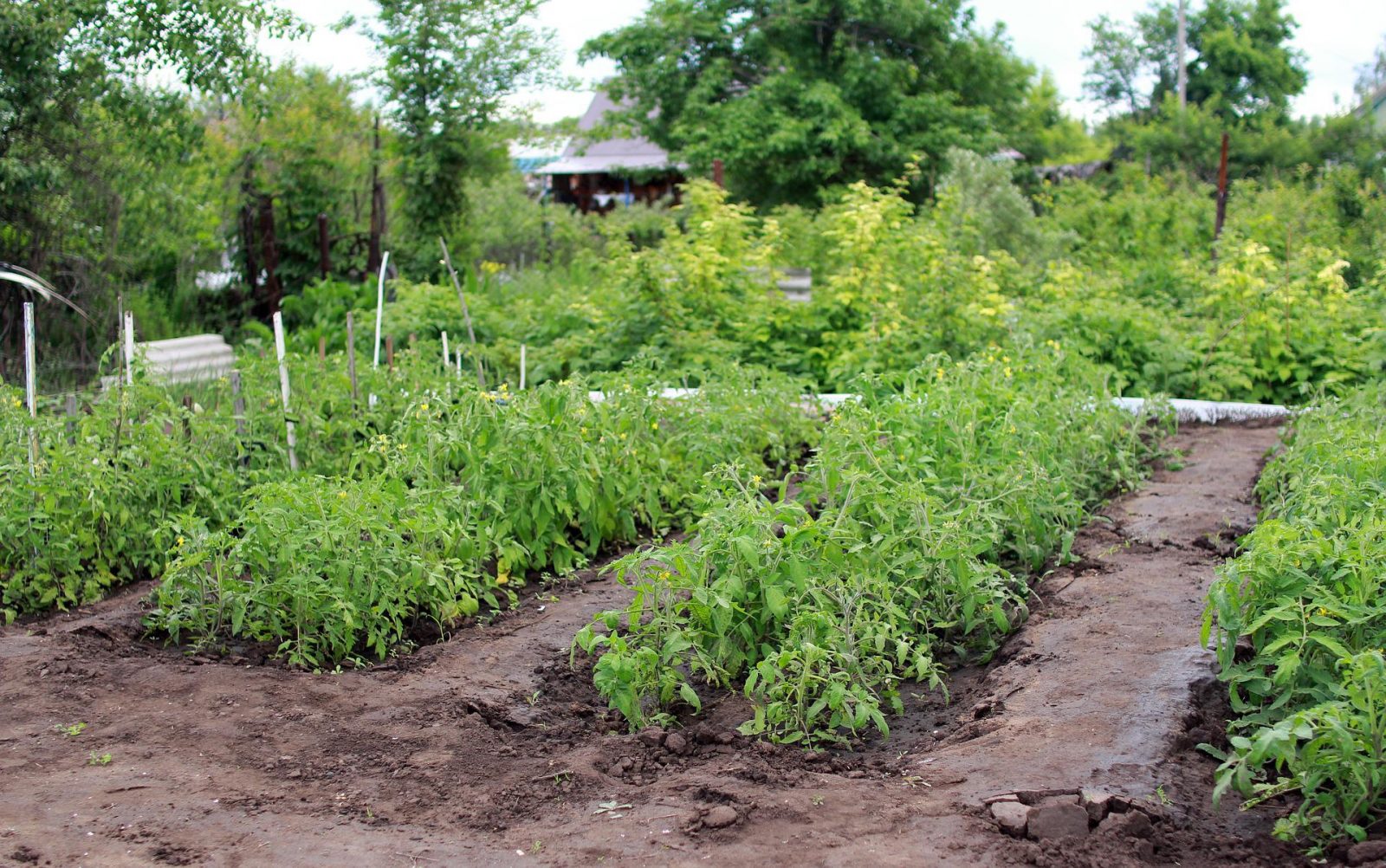 backyard garden with rows of vegetable plants