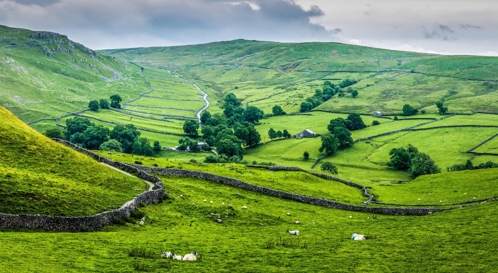 yorkshire scenery of green valley with stone fences and sheep in fields