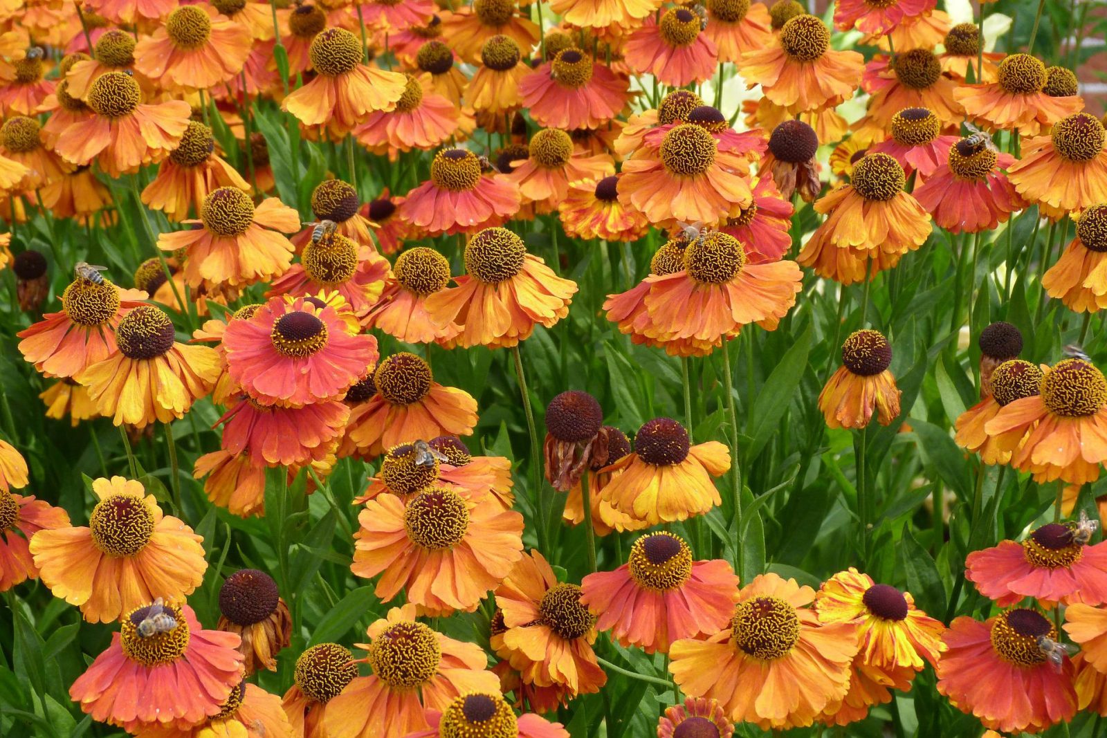 orange helenium flowers
