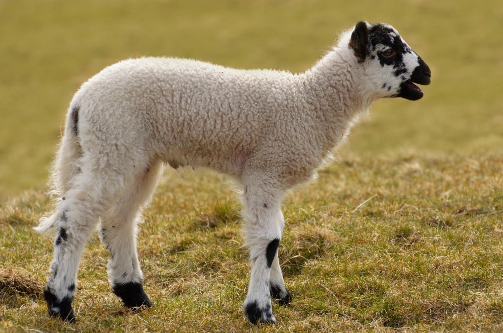 lamb standing in pasture
