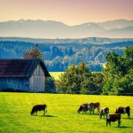 cattle grazing on green grass in front of barn